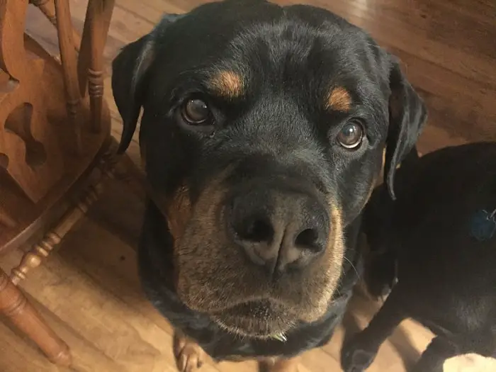 Rottweiler with serious face