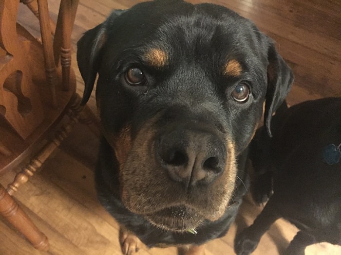 Rottweiler with serious face