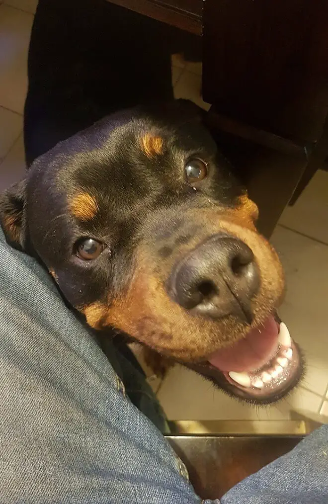 smiling Rottweiler under the table