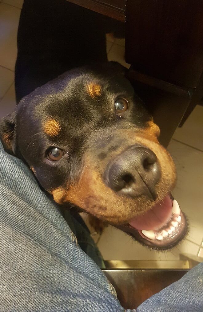 smiling Rottweiler under the table