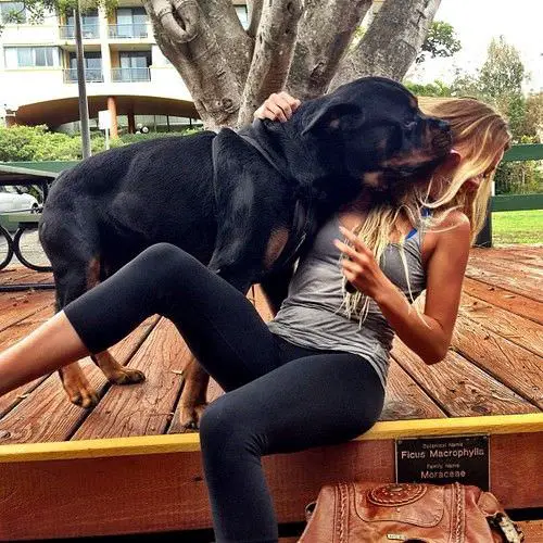 Rottweiler kissing its owner