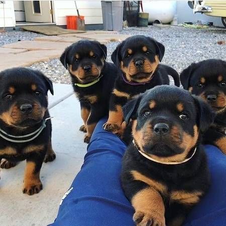 five Rottweiler puppies in the backyard while staring with their curious faces