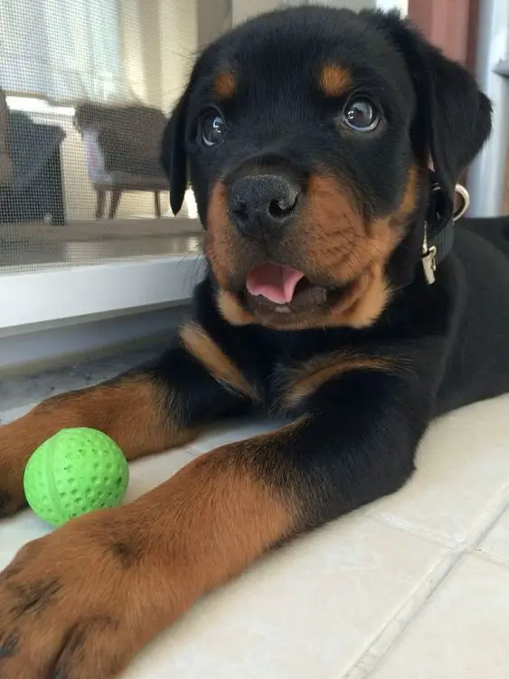 Rottweiler puppy playing with its ball