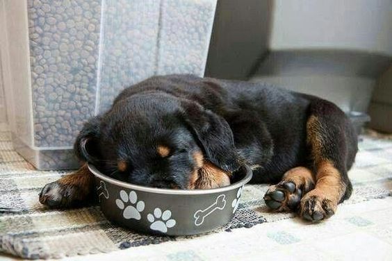 Rottweiler puppy sleeping with its face on the bowl