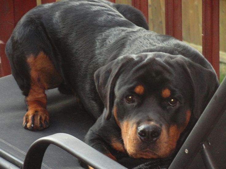 Rottweiler on the table with its curious face