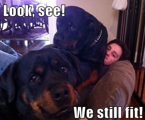 two large Rottweiler sitting on its owners lap with text