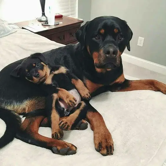 Rottweiler dog and a puppy lying on the bed