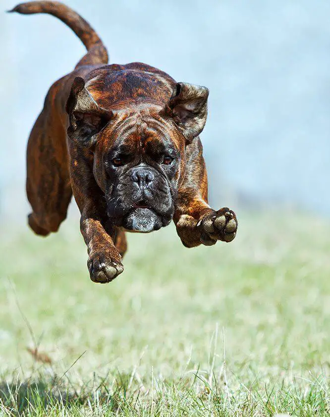 A Boxer Dog jumping over the grass