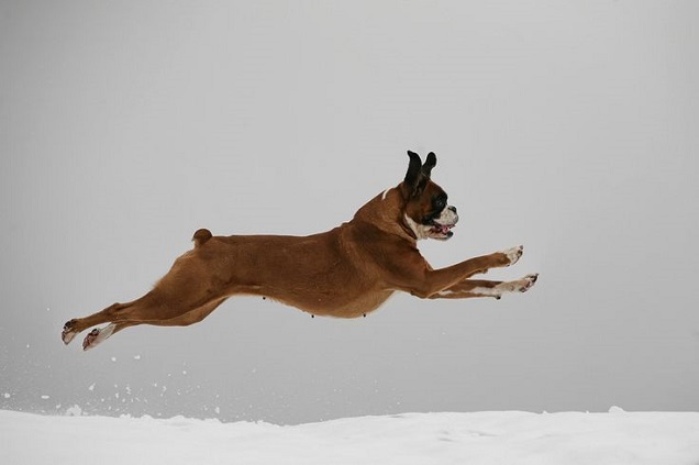 A Boxer Dog jumping in snow