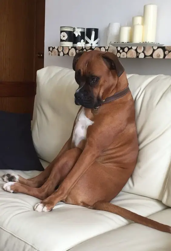 Boxer dog sitting on the bed with its sad face