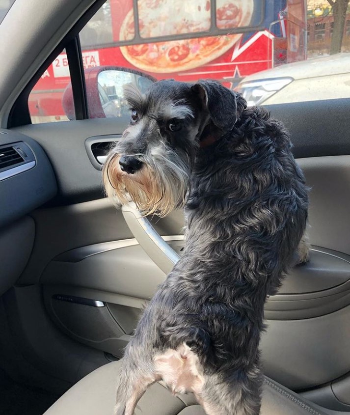 schnauzer dog in the car