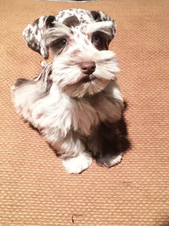 schnauzer showing puppy eyes and sitting on the floor