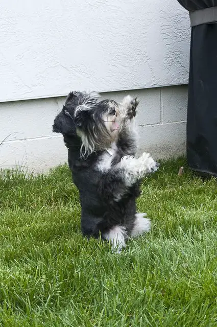 standing up schnauzer in the grass