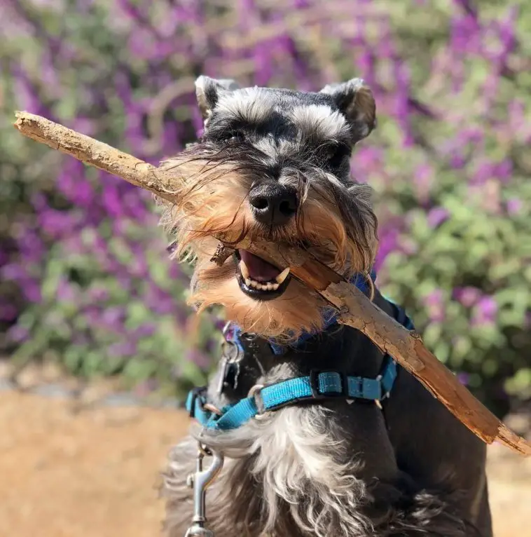 schnauzer carrying a twig on its mouth