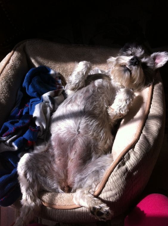 schnauzer lying on its back ready for belly rub