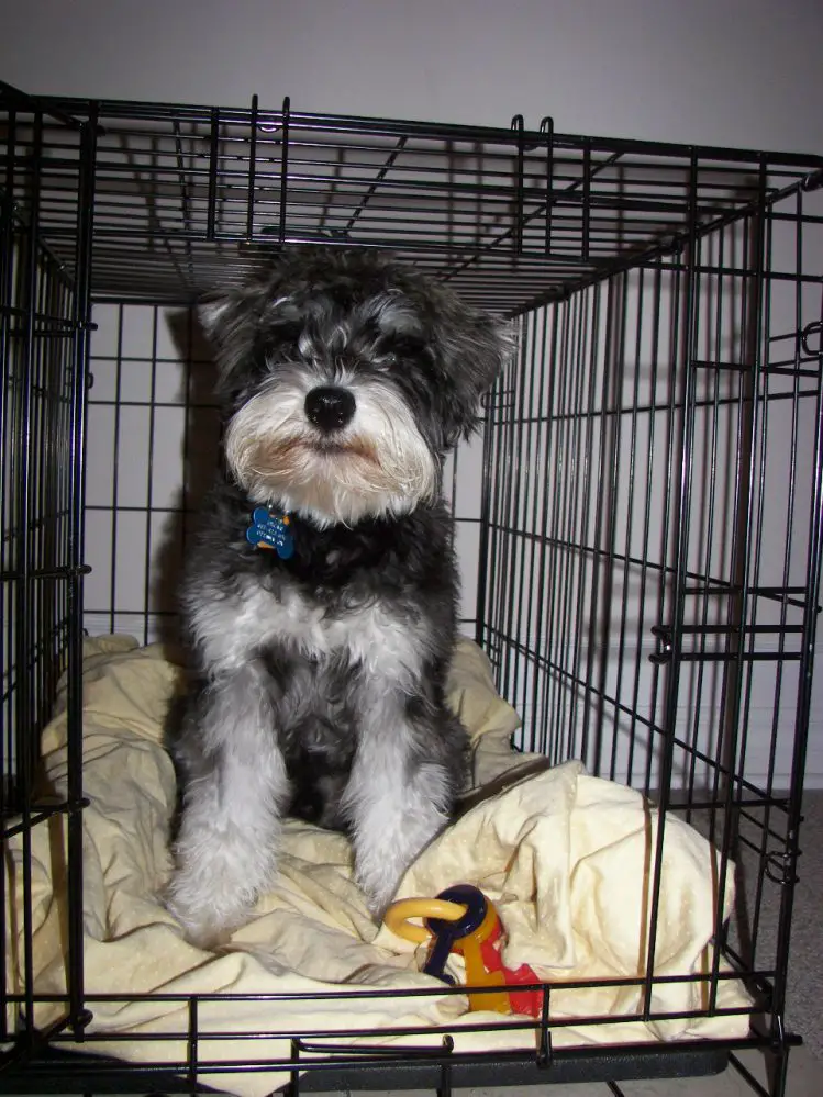 schnauzer inside its wired crate