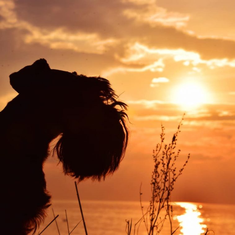 silhouette of schnauzer watching the sunset