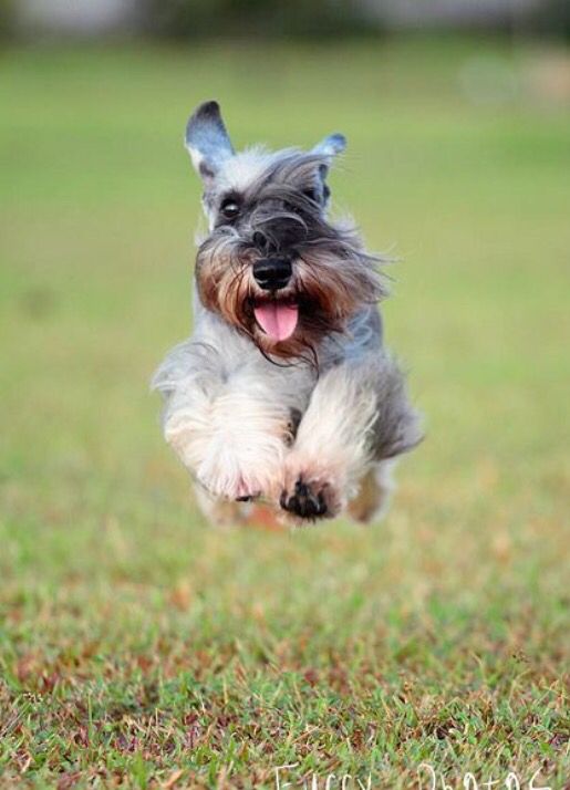 schnauzer running at the park