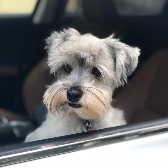 schnauzer riding in the car