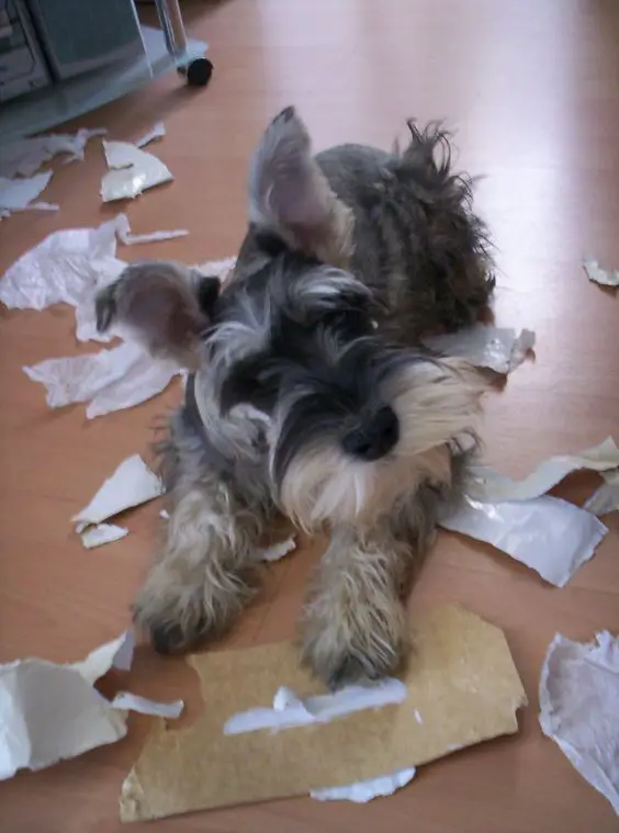 schnauzer on the floor with torn papers into pieces around