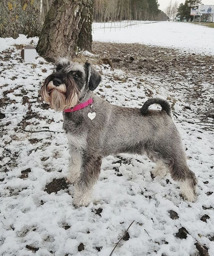 schnauzer standing in a snow