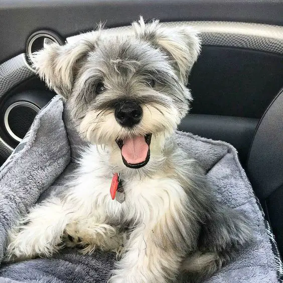 smiling schnauzer puppy in a car
