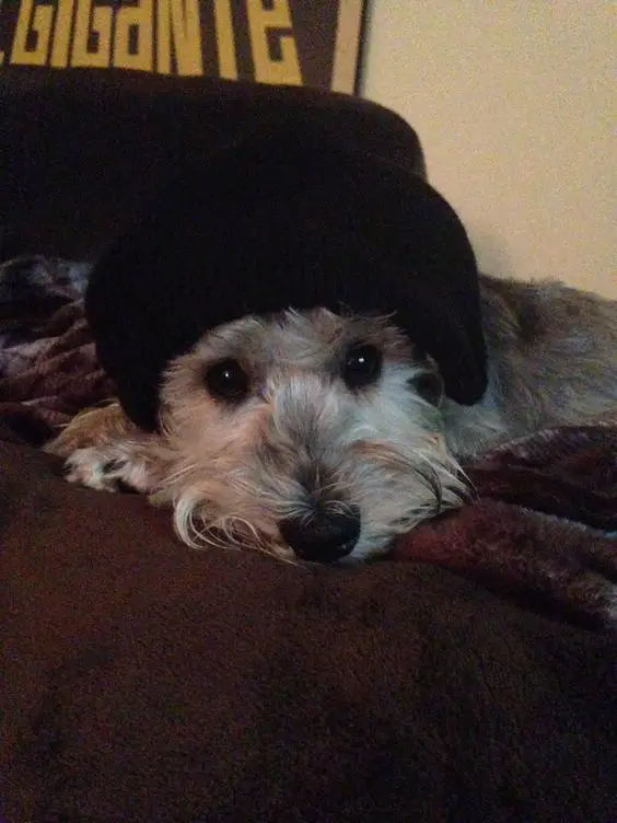 schnauzer wearing a black beanie while resting in a couch