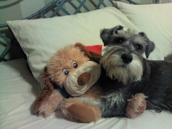 schnauzer and its lion toy in bed