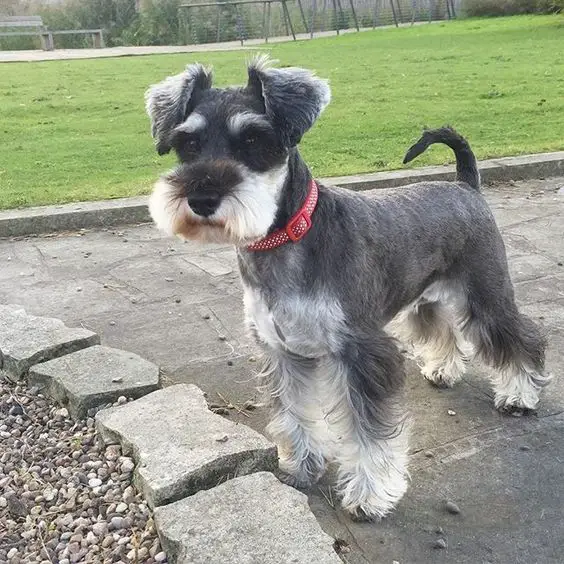 schnauzer wit black and white hair walking at the park