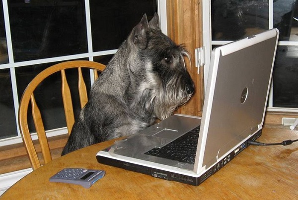 schnauzer in the table looking at the laptop