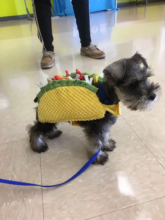 schnauzer puppy wrapped in a taco costume at the mall