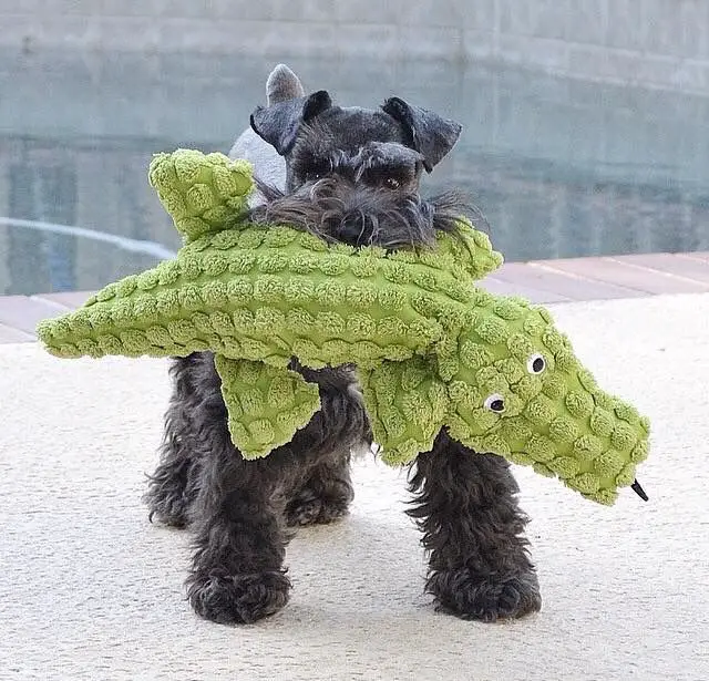 black schnauzer with a crocodile dog toy in mouth
