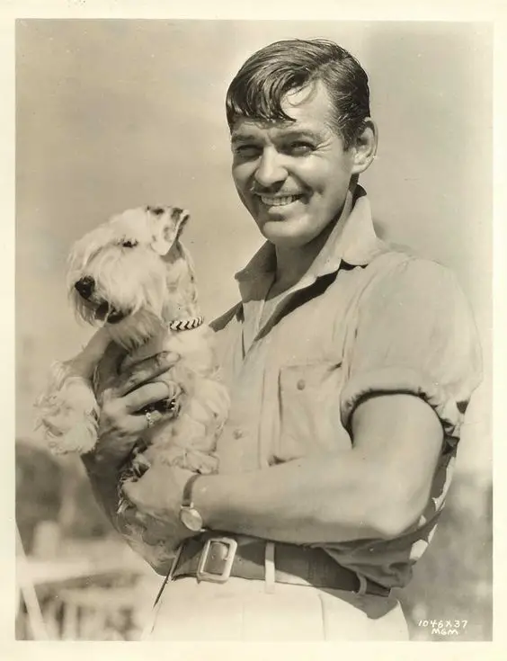 old photo of Clark Gable carrying his Schnauzer