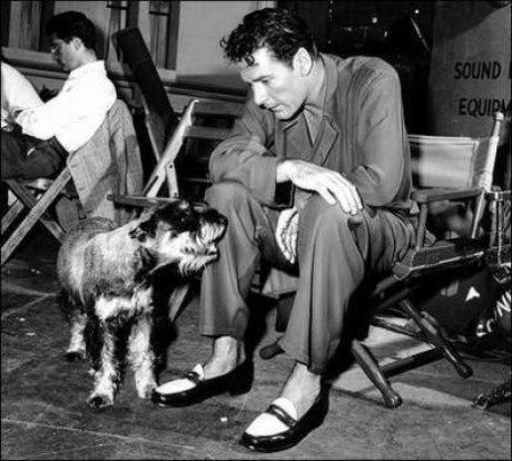 Errol Flynn sitting on the chair looking at his Schnauzer dog on the floor