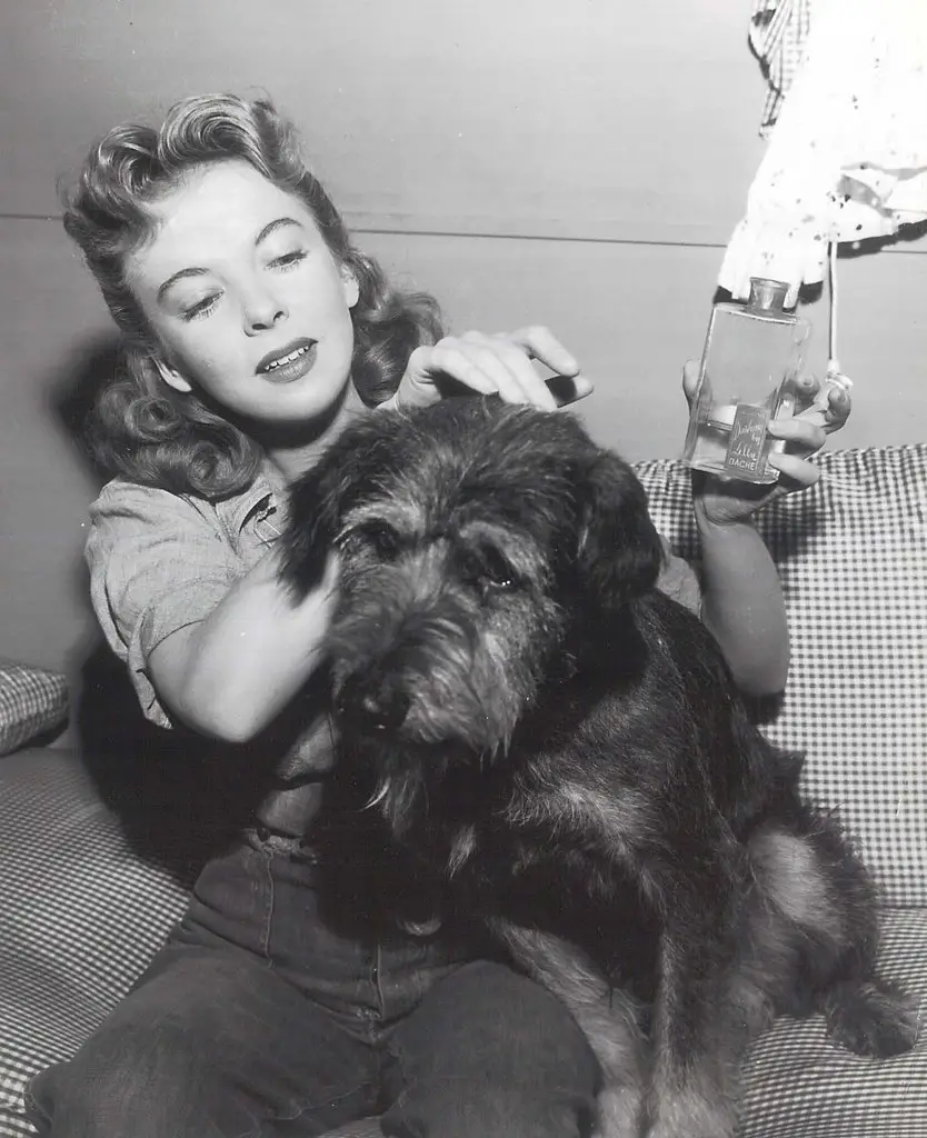 Ida Lupino sitting in the bed putting perfume on the head of her Schnauzer dog