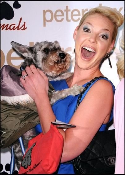 Katherine Heigl carrying her Schnauzer dog
