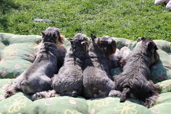 four schnauzer puppies lying on a bed in the green grass under the sunlight