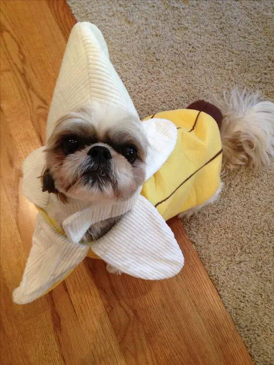 Shih Tzu in banana costume