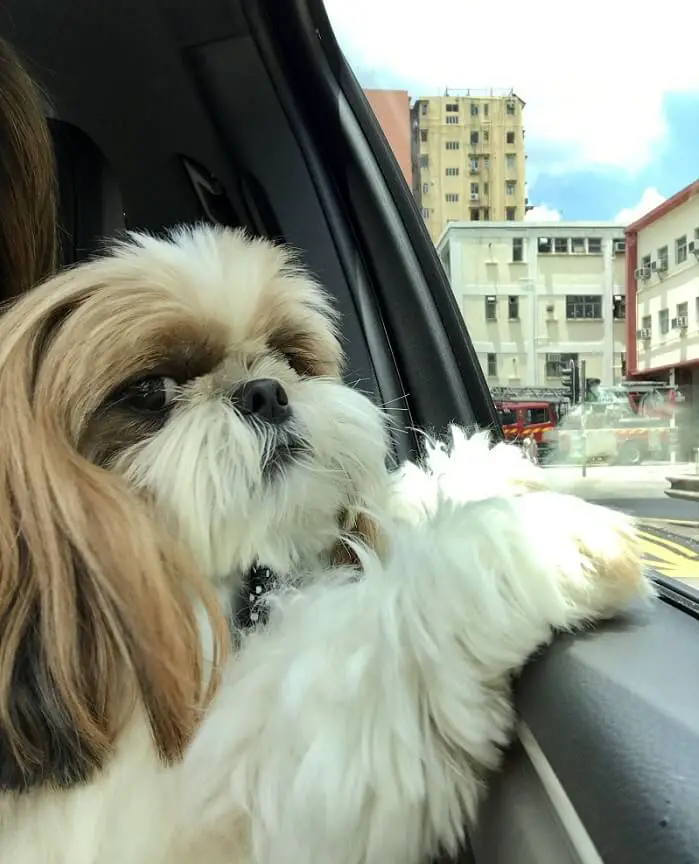 shih tzu enjoying a car ride
