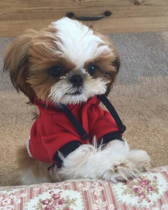 being cute shih tzu puppy in sweater