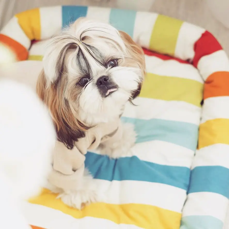 Shih Tzu on is colorful bed