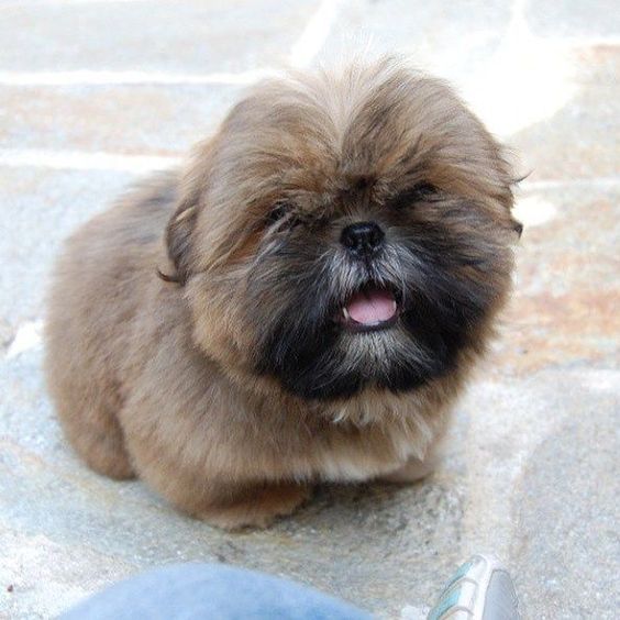 panting brown Shih Tzu