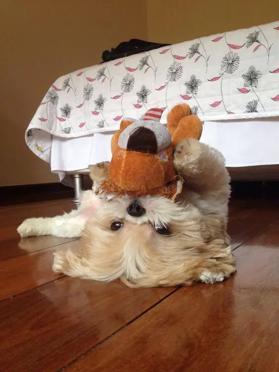 Shih Tzu on the floor lying on its back with its stuffed toy