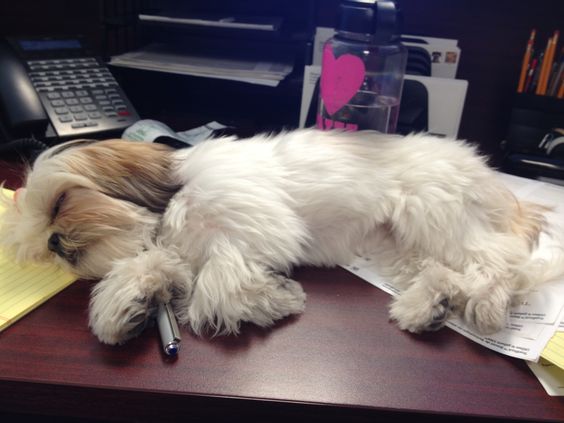 Shih Tzu dog sleeping on the table