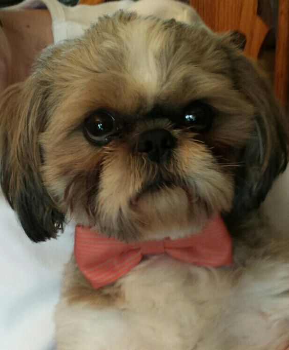 Shih Tzu wearing a pink ribbon necktie