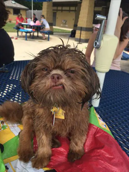angry face brown Shih Tzu