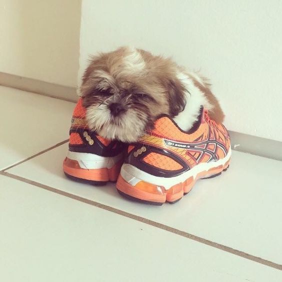 Shih Tzu on the shoe sleeping