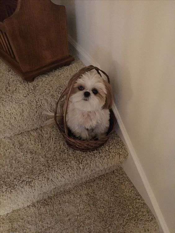 Shih Tzu sitting in a rattan basket