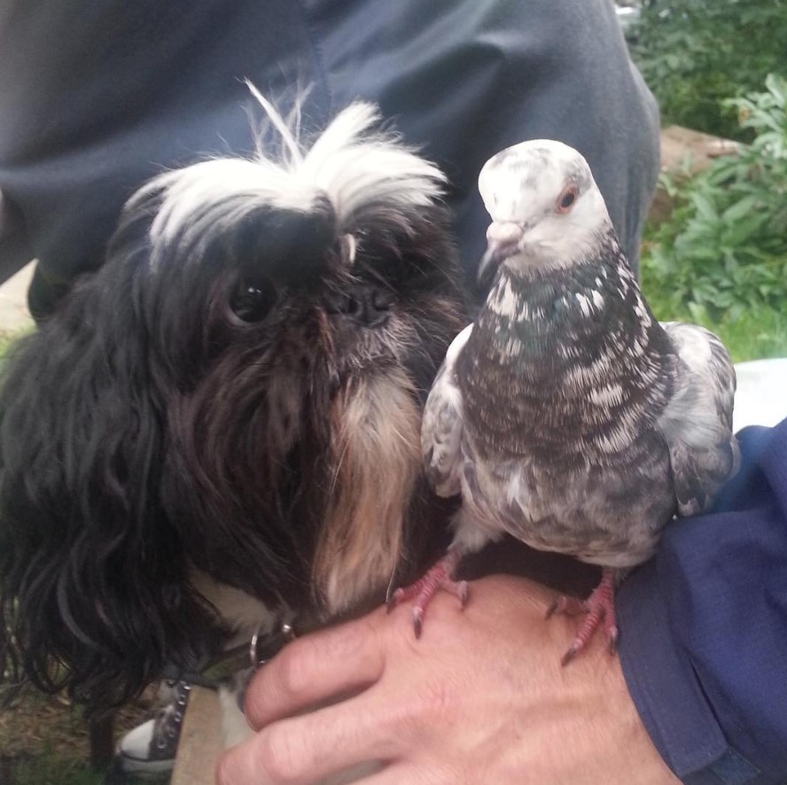 Shih Tzu looking at a bird