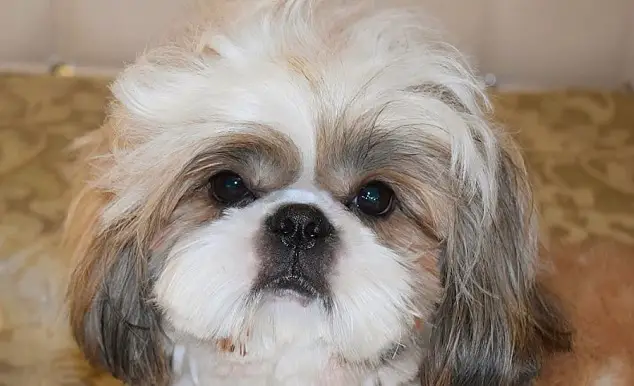 15 Reasons Shih Tzus Are The Worst Indoor Dog Breed Of All Time – Page ...